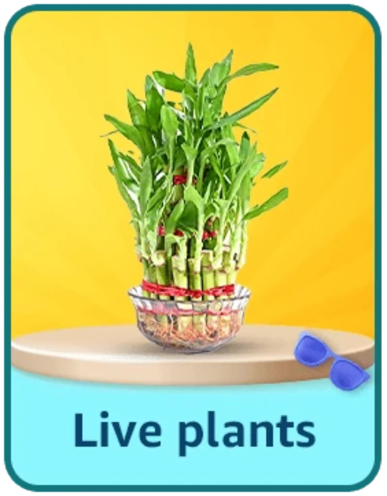 live plants offers